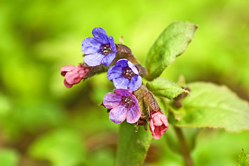 Image showing lungwort