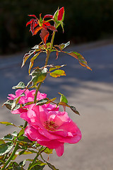 Image showing Pink Rose