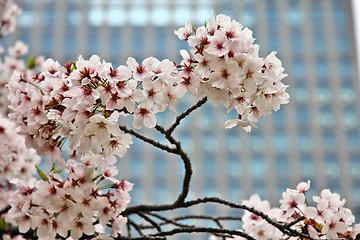 Image showing Cherry blossom in Tokyo