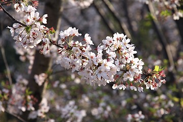 Image showing Cherry blossom in Japan