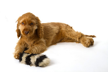 Image showing Cocker Spaniel puppy