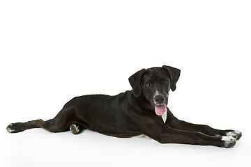 Image showing Black Labrador puppy