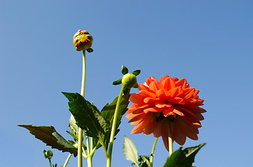 Image showing big red dahlias flower small buds on blue sky 
