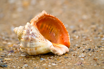 Image showing Cockle-shell