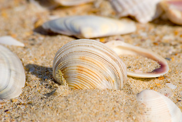 Image showing Cockle-shell