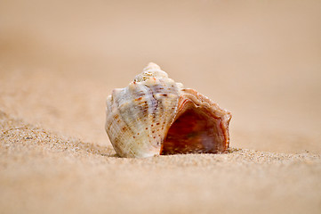 Image showing Cockle-shell