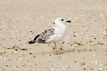 Image showing The seagull