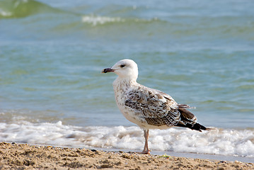 Image showing The seagull