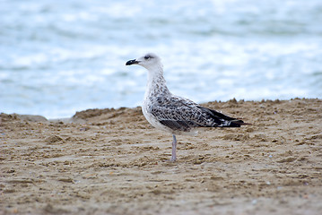 Image showing The seagull