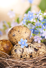 Image showing quail eggs in the nest and forget-me-not