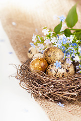 Image showing Quail eggs in a nest, forget-me-nots on a canvas