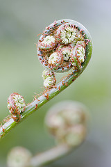 Image showing Fern in Brazil