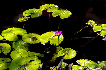 Image showing Pond