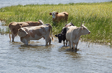 Image showing Cows at a riverbank