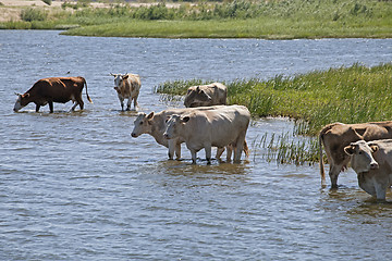 Image showing Cows at a riverbank