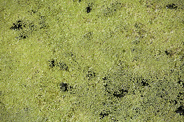 Image showing Duckweed