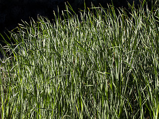 Image showing Water grass in the backlight