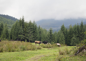 Image showing Cow pasturing in Carpathian mountains