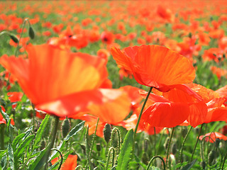 Image showing Poppies in the sun