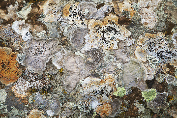 Image showing Lichen on a stone