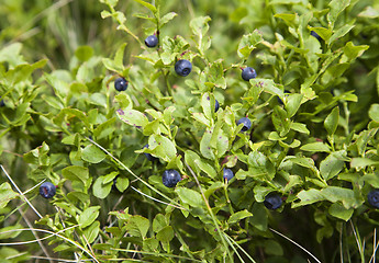 Image showing Blueberry bush