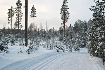 Image showing Ski trail.