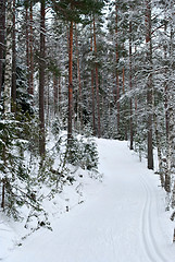 Image showing Ski trail.