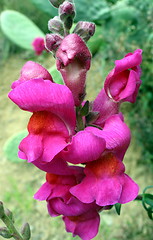 Image showing Flower glory