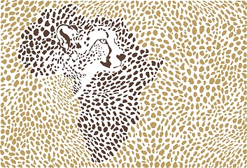 Image showing Background of the African cheetah