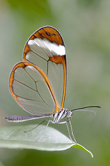 Image showing Butterfly - Greta Oto