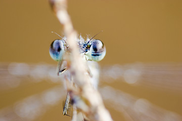 Image showing Blue eyes of a dragonfly