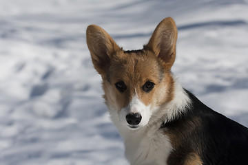 Image showing puppy head