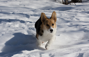 Image showing running puppy