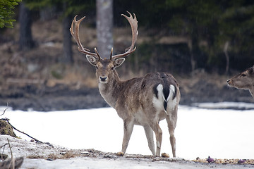 Image showing male fallow deer