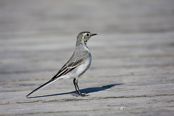 Image showing Young white wagtail