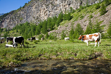 Image showing Cows and Italian Alps