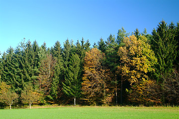 Image showing forest