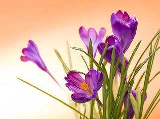 Image showing crocuses