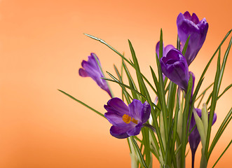 Image showing crocuses