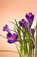 Image showing crocuses