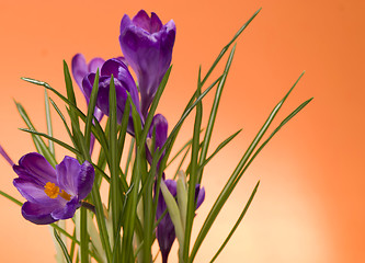 Image showing crocuses