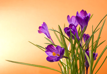 Image showing primroses. crocuses