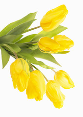 Image showing Yellow tulips