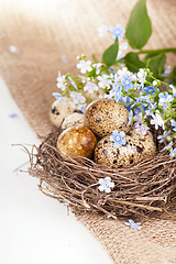 Image showing quail eggs and spring flowers