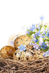 Image showing quail eggs and spring flowers