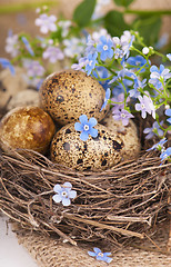 Image showing quail eggs and spring flowers