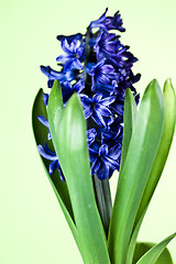 Image showing blue hyacinth