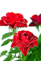 Image showing red roses with water drops 