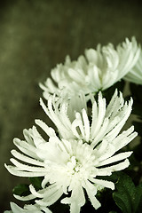 Image showing  chrysanthemum with water drops