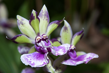 Image showing Orchid